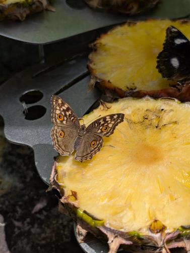 PXL 20250318 061520143