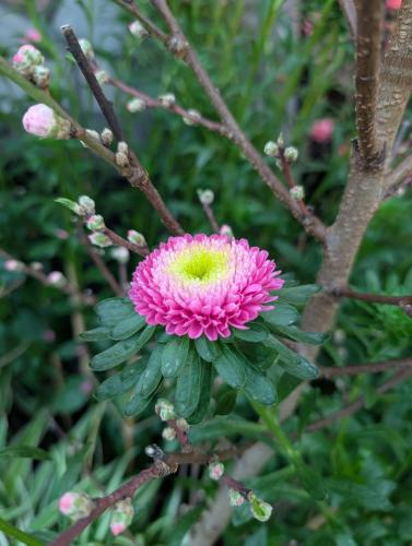 PXL 20250313 103552124