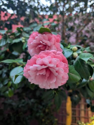 PXL 20250313 103748374