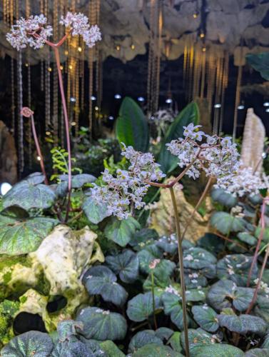 PXL 20250313 113413734