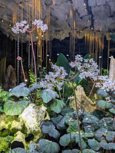 PXL 20250313 113421635