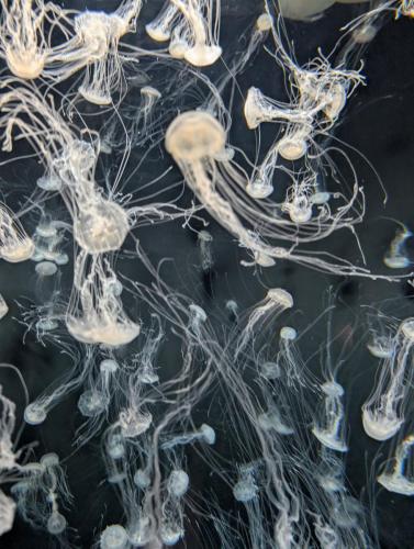 PXL 20250315 075723647