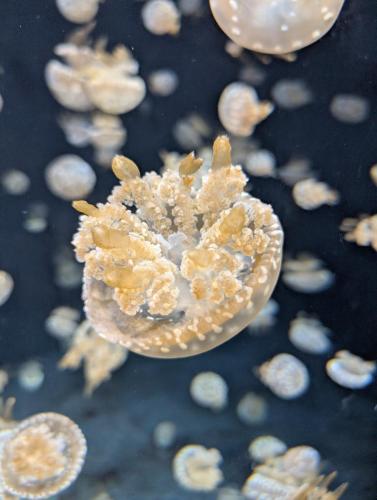 PXL 20250315 075917562