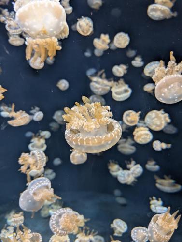 PXL 20250315 075920232