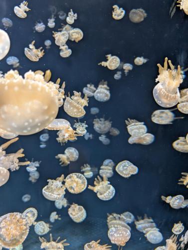 PXL 20250315 075924607